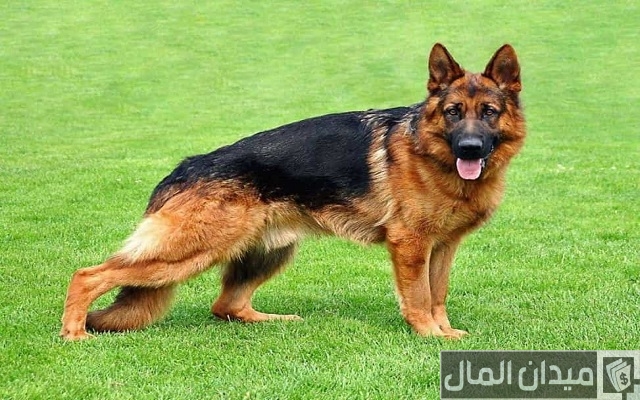اسعار الكلاب الجيرمن