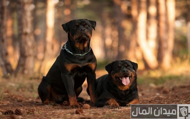 اسعار الكلاب الروت اسعار الكلاب الروت