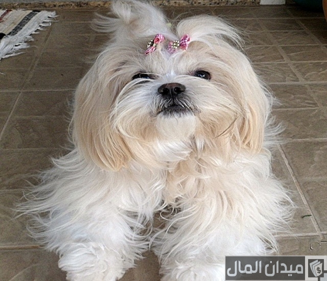 اسعار الكلاب اللولو