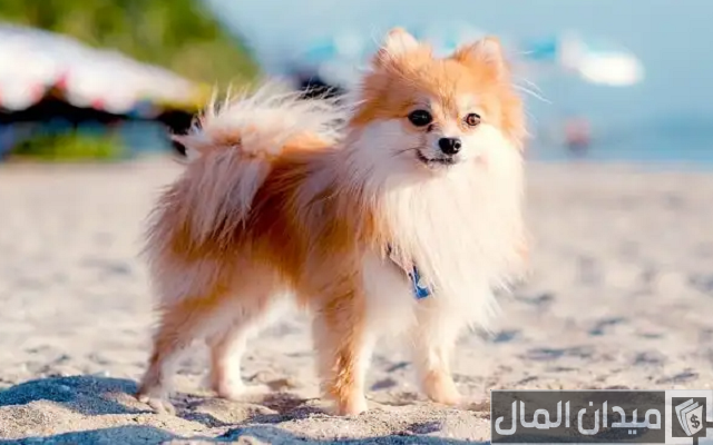 اسعار الكلاب اللولو 2025