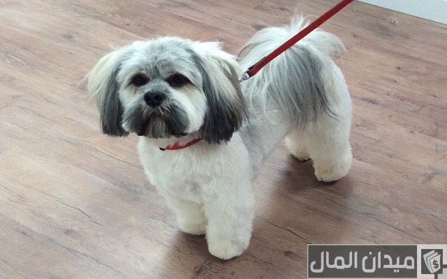 اسعار الكلاب اللولو