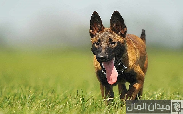 اسعار الكلاب المالينو