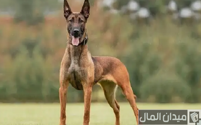 اسعار الكلاب المالينو