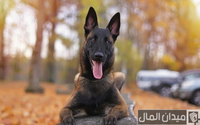 اسعار الكلاب المالينو 2025