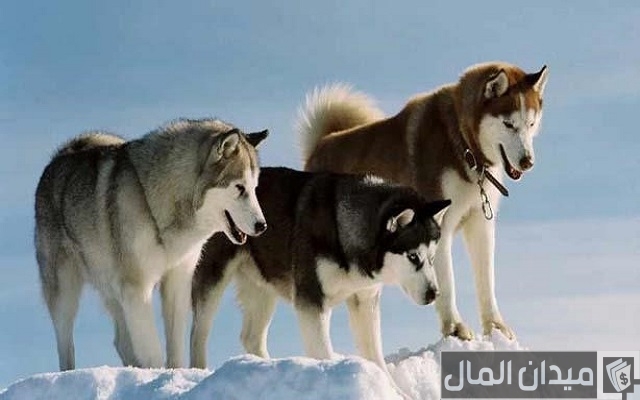 اسعار الكلاب الهاسكي
