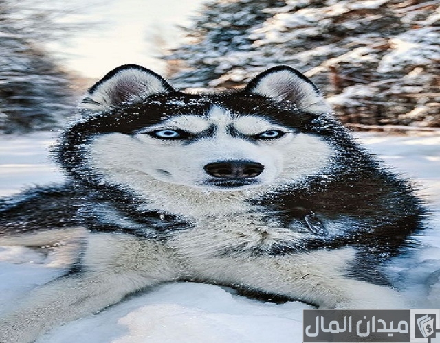 اسعار الكلاب الهاسكي