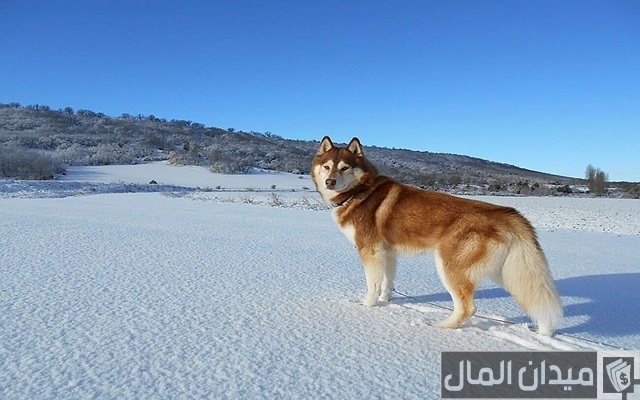 اسعار الكلاب الهاسكي 2025