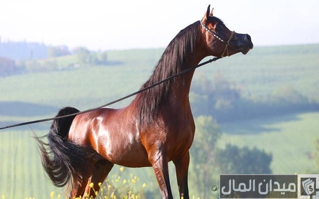 170 اسماء خيول عربية واجنبية
