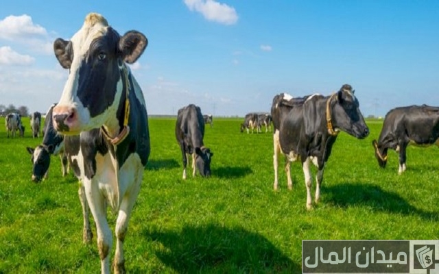 افكار ابداعية ريادة