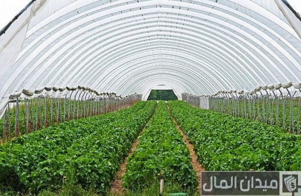 رواتب خريجي كلية الزراعة