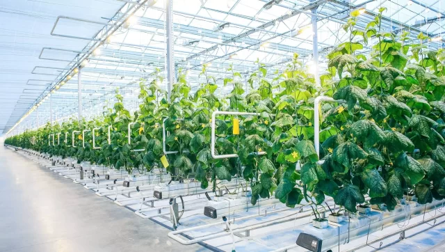 رواتب خريجي كلية الزراعة