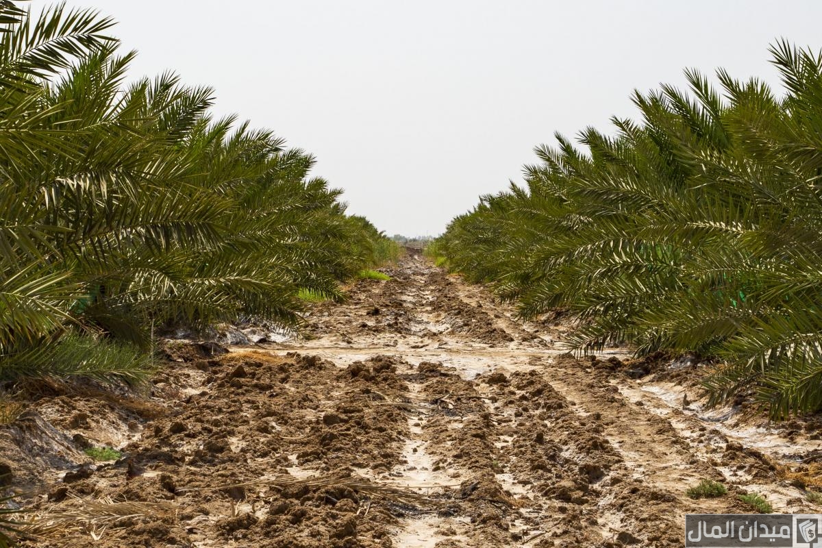 دراسة جدوى مشروع أسمدة ومبيدات