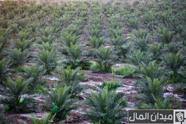دراسة جدوى مشروع أسمدة ومبيدات دراسة جدوى مشروع أسمدة ومبيدات