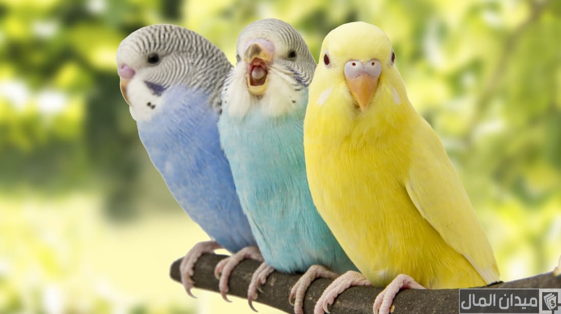 260 أسماء عصافير ذكر وأنثى 260 أسماء عصافير ذكر وأنثى