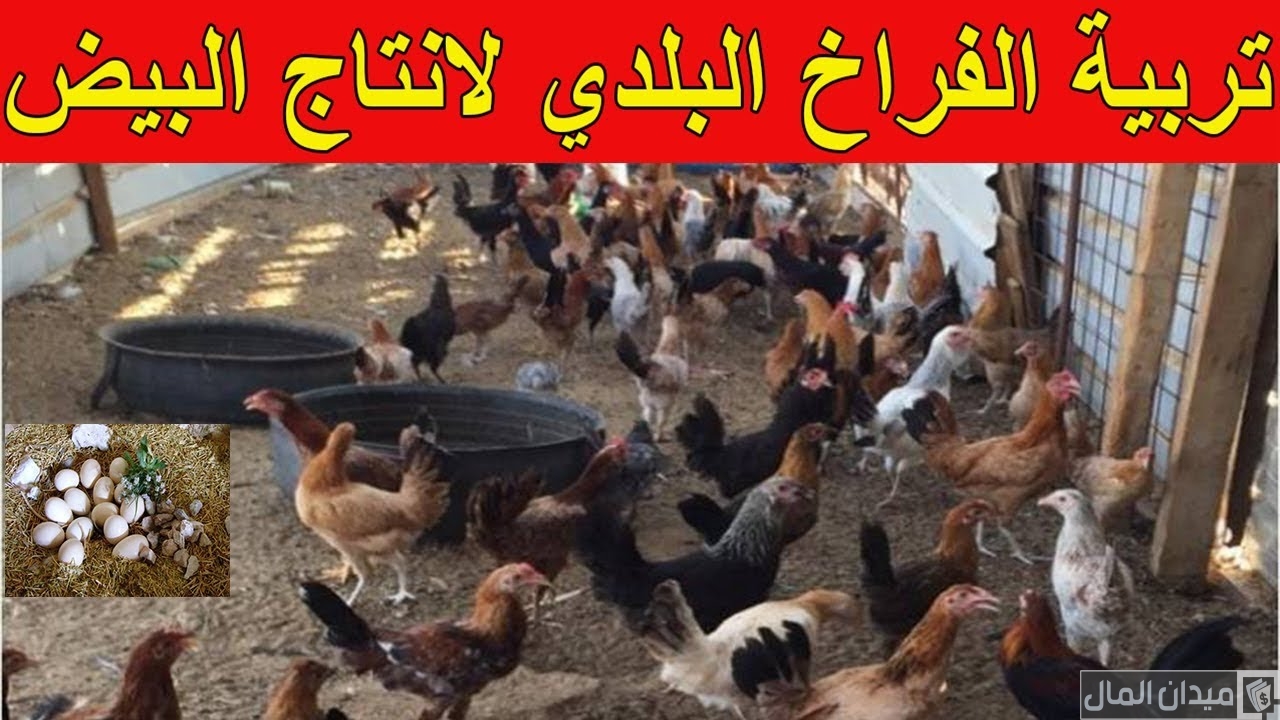 دراسة مشروع تربية الفراخ البلدي لإنتاج البيض