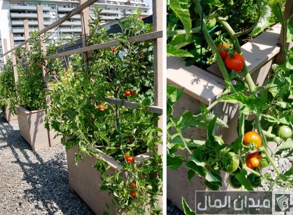 زراعة الطماطم على أسطح المنازل