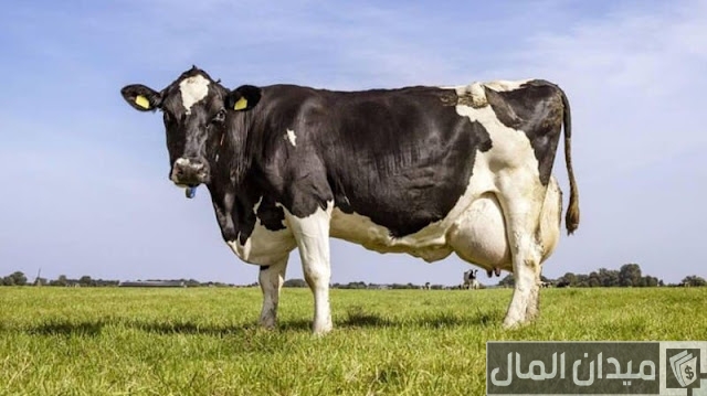 اسعار الابقار في السعودية
