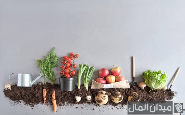 أسهل طرق ونصائح نجاح الزراعة في المنزل