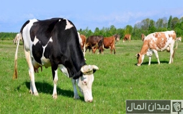 أحسن أنواع وسلالات الأبقار لإنتاج اللحوم