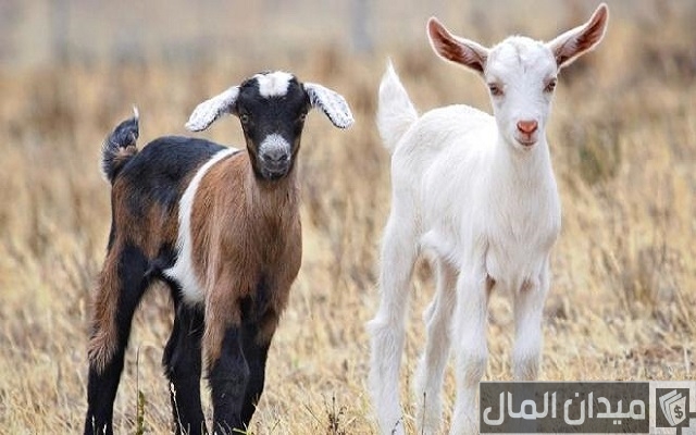 أحسن أنواع الماعز في مصر