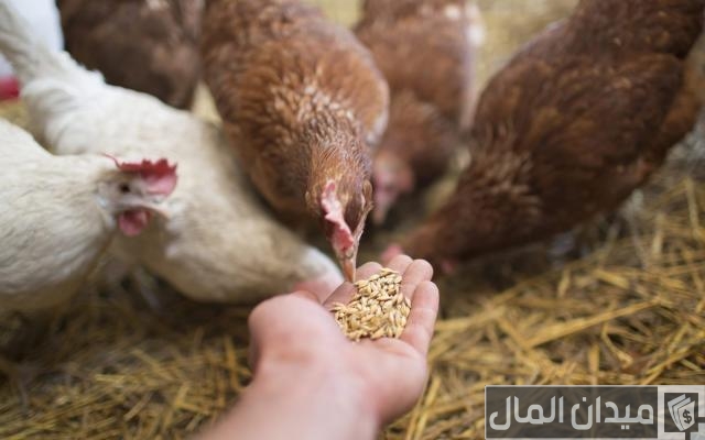 البدائل الطبيعية لعلف الدواجن