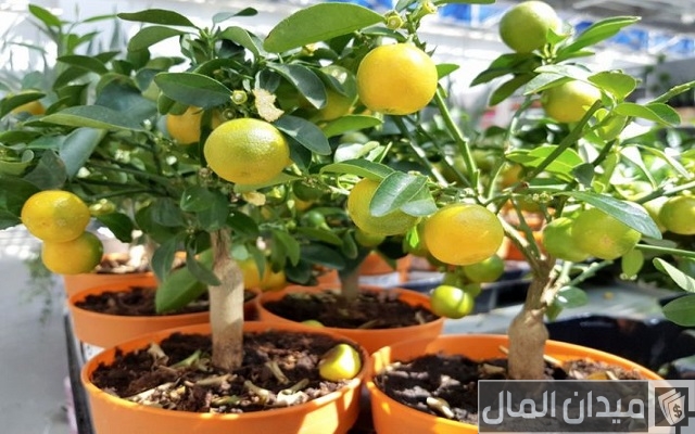 أحسن وأسهل طريقة زراعة الليمون