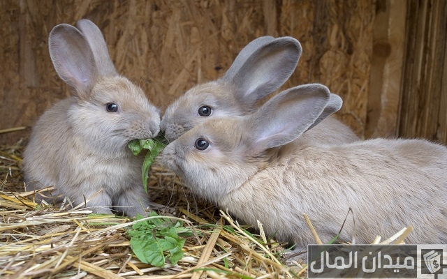 أنواع جميع أمراض الأرانب بالصور