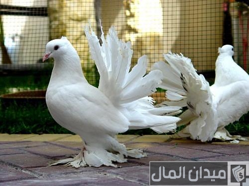 أنواع الحمام المصري بالصور