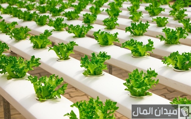 أنواع الزراعة في الوطن العربي أنواع الزراعة في الوطن العربي