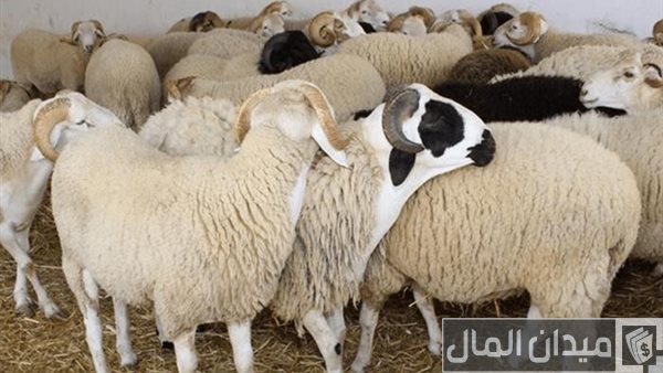 أحسن وأجود انواع الخرفان في مصر
