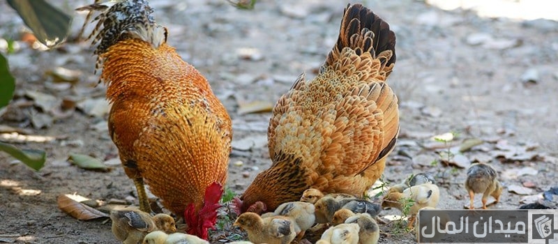 نصائح قبل تربية الدجاج في المنزل