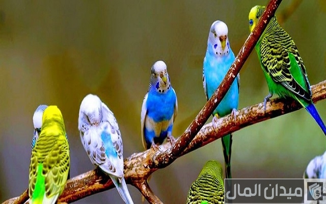 نصائح تربية العصافير الأسترالي في المنزل من الألف للياء