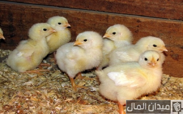 نصائح تربية الكتاكيت البلدى فى المنزل بالصور