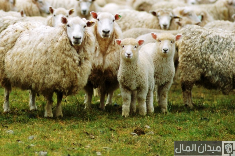 ترتيب الدول من حيث عدد رؤوس الأغنام