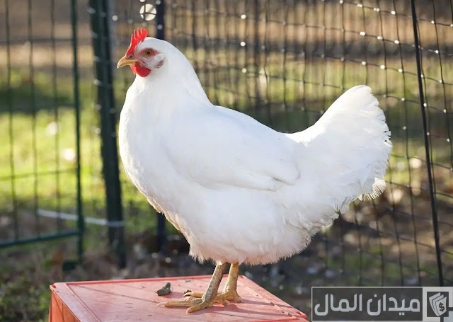 جدول أوزان الفراخ البيضاء حسب العمر جدول أوزان الفراخ البيضاء حسب العمر