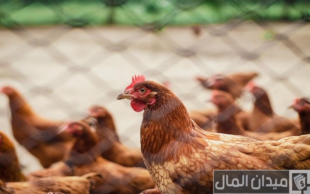 حبوب لزيادة وأدوية بشرية وزن الفراخ البيضاء حبوب لزيادة وأدوية بشرية وزن الفراخ البيضاء