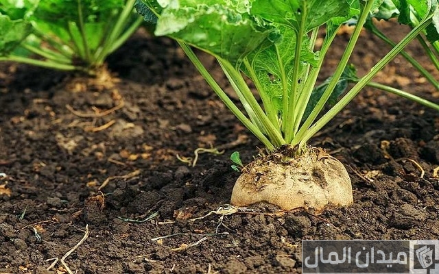 دراسة جدوى زراعة بنجر السكر في مصر