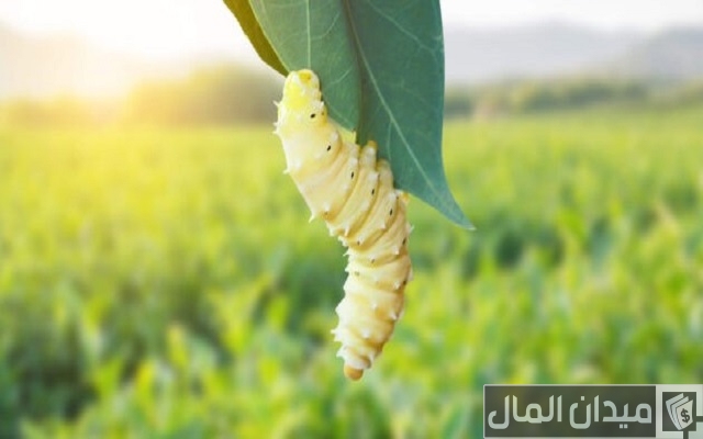 دراسة جدوى مشروع إنتاج الحرير وتربية دودة القز