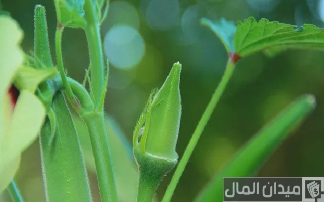 زراعة البامية من البذور من الالف إلى الياء