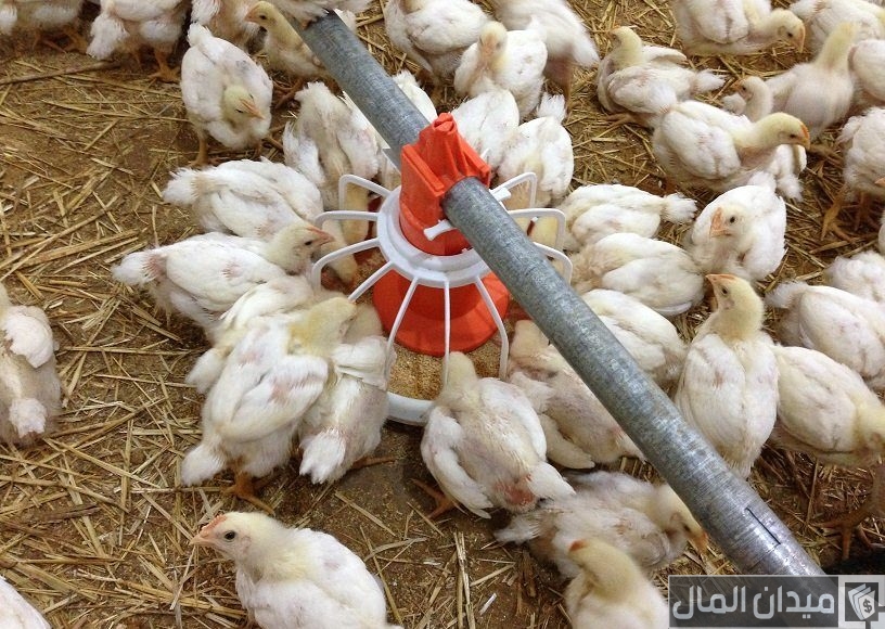 انشاء مزرعة دواجن