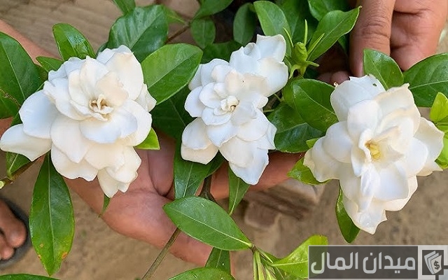نصائح العناية بنبات الجاردينيا الهولندية