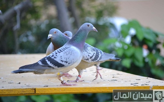 مشروع تربية الحمام البلدي في المنزل