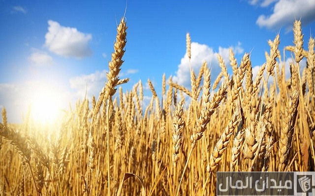 أهم أبرز المنتجات التي تصنع من القمح