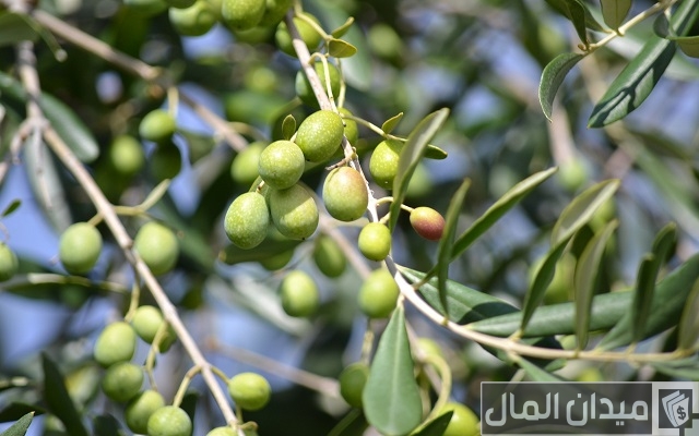 متى تثمر شجرة الزيتون بعد غرسها