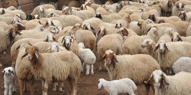 مشروع تربية الأغنام والماعز في المنزل