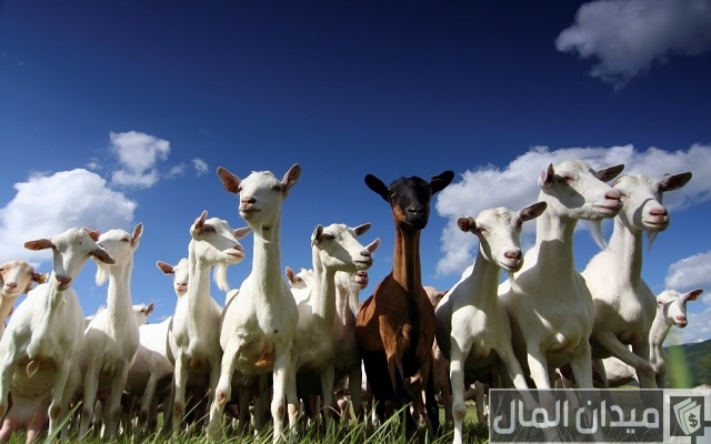 دراسة مشروع تربية الأغنام والماعز بالتكلفة في مصر