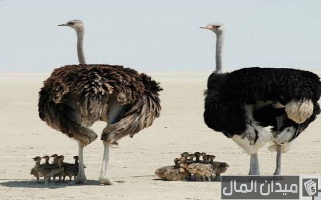 مشروع تربية النعام في مصر بالتفصيل مشروع تربية النعام في مصر بالتفصيل