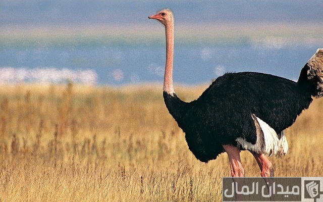 مشروع تربية النعام في مصر بالتفصيل مشروع تربية النعام في مصر بالتفصيل