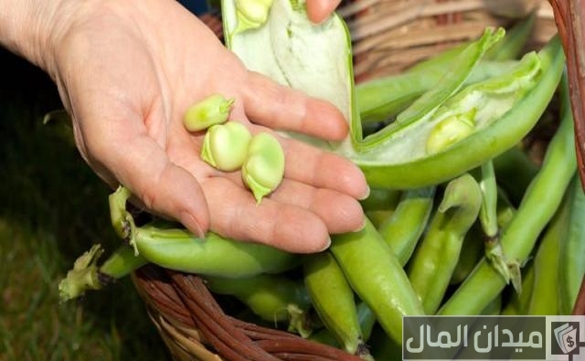 دراسة جدوى مشروع زراعة الفول البلدي وتكلفة الفدان