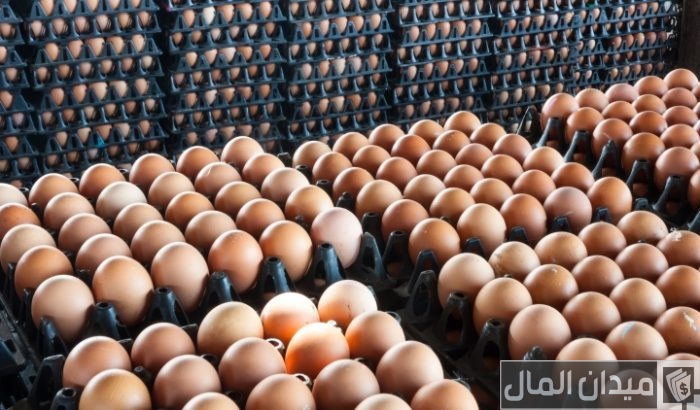 دراسة جدوى مشروع مصنع أطباق بيض في السعودية